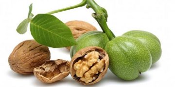 پیش بینی برداشت ۱۴ هزار تن گردو در باغملک