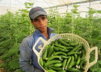 تولید محصولات گلخانه‌ای ۶ هزار فرصت شغلی در یزد ایجاد کرد