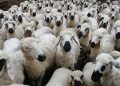 عرضه دام کمتر از ۴۲ هزار تومان صرفه اقتصادی ندارد