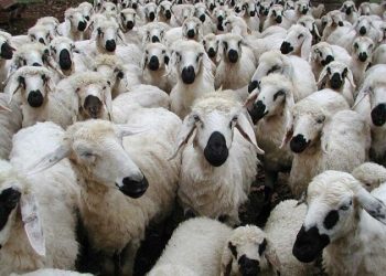 عرضه دام کمتر از ۴۲ هزار تومان صرفه اقتصادی ندارد