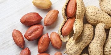 افزایش ۵ درصدی تولید بادام زمینی/ گیلان رتبه دوم تولید بادام زمینی در کشور