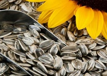 سرپرست مدیریت زراعت سازمان جهاد کشاورزی استان ایلام خبرداد؛ آغاز برداشت دانه روغنی آفتابگردان در هلیلان