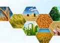 آغاز به کار رسمی اتاق اصناف کشاورزی ایران بعد از حدود ۲ سال تاخیر + تصویر نامه