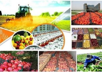 مدیرکل دفتر محیط زیست و سلامت غذا در وزارت جهاد کشاورزی خبر داد صدور مشوق‌ برای توسعه محصولات گواهی‌شده
