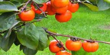 افزایش ۵ درصدی تولید خرمالو در تنکابن