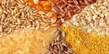 سرنخ کلاف آشفتگی نهاده‌های دامی در جیب دولت است