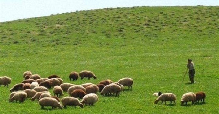 پروانه چرای دام مراتع تا سال ۱۴۰۰ اعتبار دارد