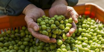 راه تشخیص روغن زیتون اصل از تقلبی چیست؟