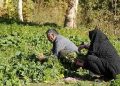 ۹.۵ میلیون تُن سبزی و صیفی درسال جاری تولید می‌شود