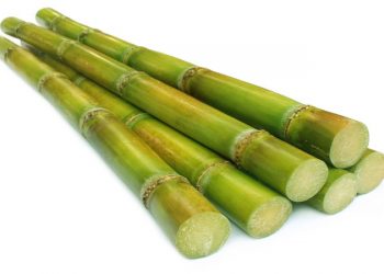 ۳ هزار هکتار از اراضی هفت تپه طعم نیشکر می‌گیرند