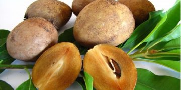 خواص چیکو؛ میوه ای خاص و متفاوت در خاک هرمزگان