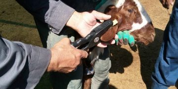 ۴۵ هزار راس دام سبک و سنگین در هشترود پلاک‌کوبی شد