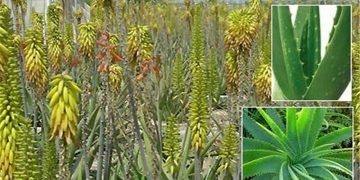 دهلران؛ بهره برداری از نخستین مجتمع تحقیقاتی گیاهان دارویی