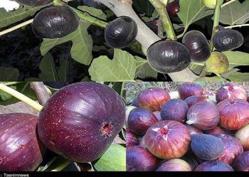 قاچاق انجیر ایران به چین به دلیل تعرفه‌ بالای صادراتی؛ کشاورزان برای بازاریابی محصولات به سمت تعاونی‌ها بروند