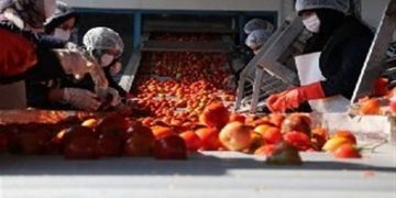راه‌اندازی اولین اورژانس محصولات کشاورزی توسط بنیاد برکت