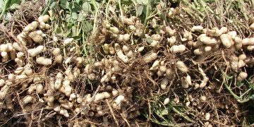 آستانه اشرفیه کانون اصلی تولید بادام زمینی ایران