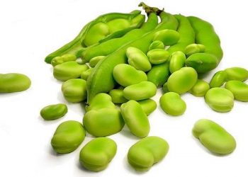 آغاز کاشت محصول باقلا در مزارع طارم