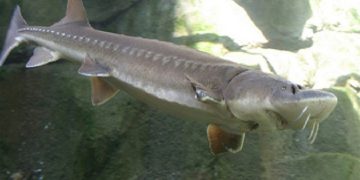 برداشت ماهیان خاویاری در حاجی آباد آغاز شد