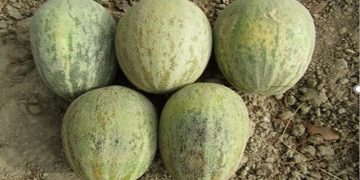 ثبت اولین رقم اصلاح شده خربزه منطقه سیستان تحت عنوان فیروزی ۹۹