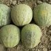 ثبت اولین رقم اصلاح شده خربزه منطقه سیستان تحت عنوان فیروزی ۹۹