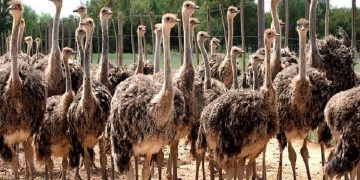 سالانه ۵۰۰ تن گوشت شترمرغ در لرستان تولید می‌شود