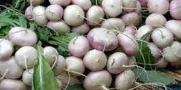 برداشت ۳۶۵۰ تن شلغم در شهرستان خاش