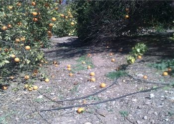 احتمال سردی هوا و آسیب دیدگی محصولات کشاورزی