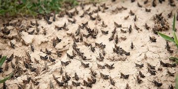 پرواز ملخ‌های صحرایی در آسمان هرمزگان
