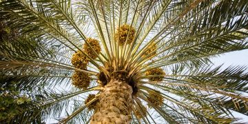 نماینده مجلس خواستار احیاء اداره کل نخیلات در وزارت کشاورزی شد