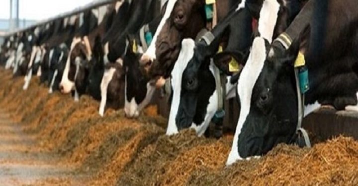 توزیع 2 برابری نهاده های دامی بین دامداران خراسان رضوی