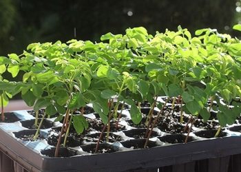 کشت نهال گز روغنی در میناب هرمزگان