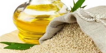 کشت کاملینا در مزارع خراسان شمالی آغاز شد