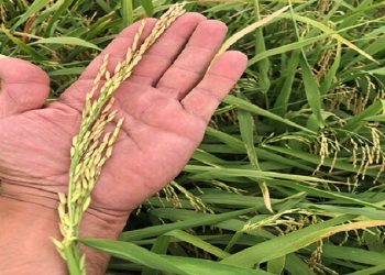 اجرای طرح «جهش کشاورزی» در ۲۲۰ هزار هکتار اراضی شالیزاری گیلان