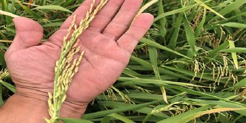 اجرای طرح «جهش کشاورزی» در ۲۲۰ هزار هکتار اراضی شالیزاری گیلان