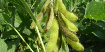 تشخیص زمان برداشت محصولات کشاورزی با هوش مصنوعی