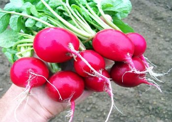 کاشت تربچه در فضا