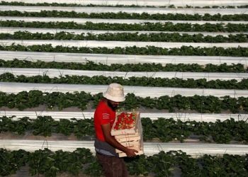 برداشت توت‌ فرنگی در غزه