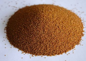 گیاه دارویی خاکشیر برای نخستین بار در کازرون زیر کشت دیم رفت