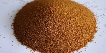گیاه دارویی خاکشیر برای نخستین بار در کازرون زیر کشت دیم رفت