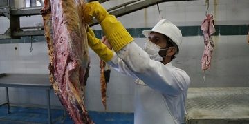 دامپزشکی خراسان شمالی به کشتار نشدن دام‌های مبتلا به تب مالت هشدار داد