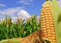 تولید ارقام جدید ذرت برای سال آینده