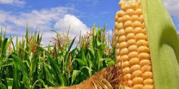 تولید ارقام جدید ذرت برای سال آینده