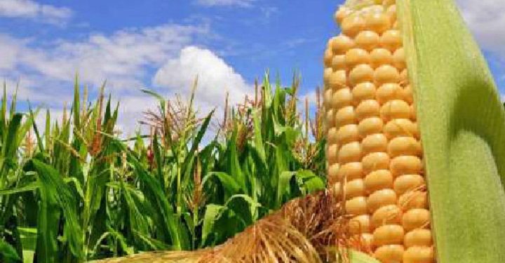 تولید ارقام جدید ذرت برای سال آینده