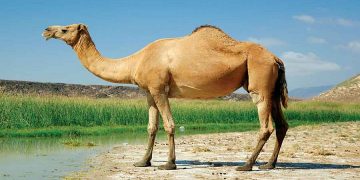 جهاد کشاورزی کرمان به پرورش‌دهندگان شتر تسهیلات می‌دهد