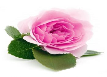 ایجاد مراکز تولید اسانس و عصاره گل محمدی در دستور اجرا قرار می گیرد