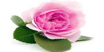 ایجاد مراکز تولید اسانس و عصاره گل محمدی در دستور اجرا قرار می گیرد