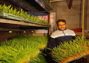 کارگاه تولید علوفه به روش بدون خاک در بافق راه اندازی شد