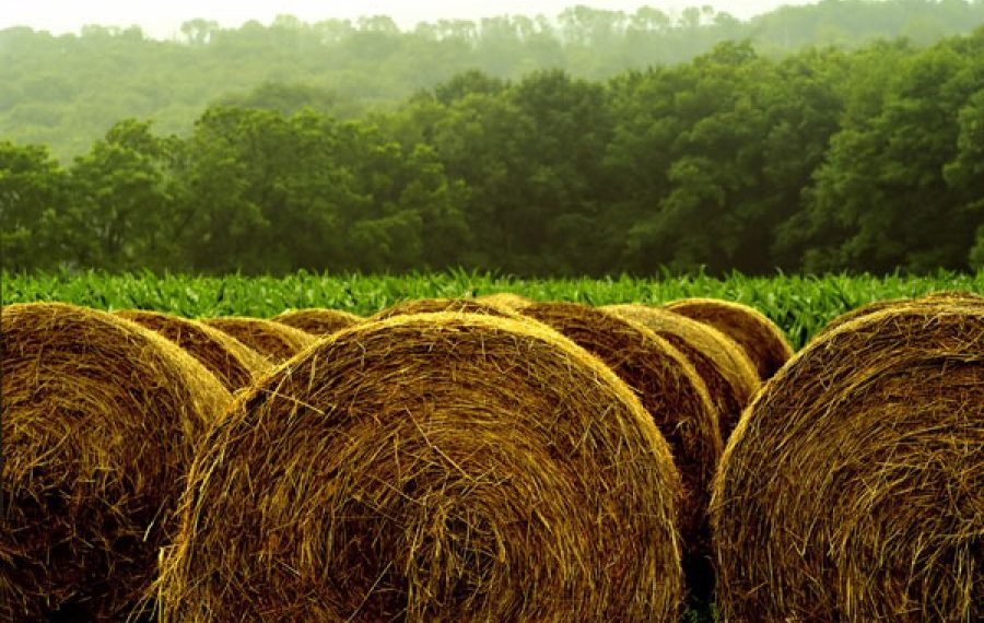 تدوین بسته محصولات جایگزین علوفه برای کاهش واردات