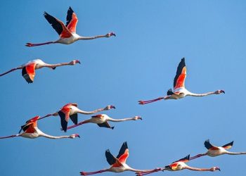 عضو کمیسیون کشاورزی مجلس: آنفولانزای پرندگان در صورت شیوع قابل انکار و اختفا نیست