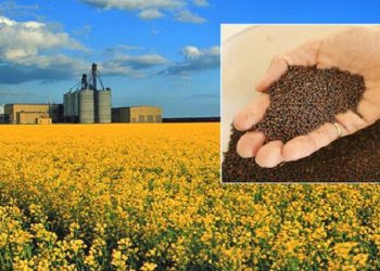 هشدار درباره عدم تامین به موقع ارز دانه‌های روغنی